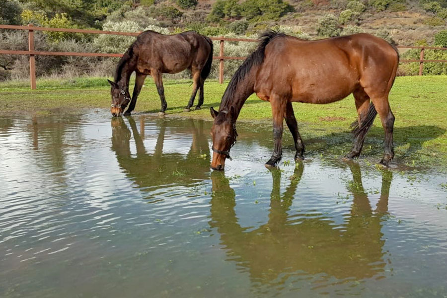 Photo of horses drinking water