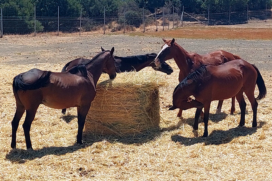 Our horses feeding on a bale of hay