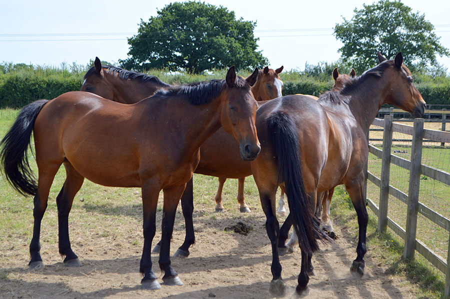 Our five beautiful horses